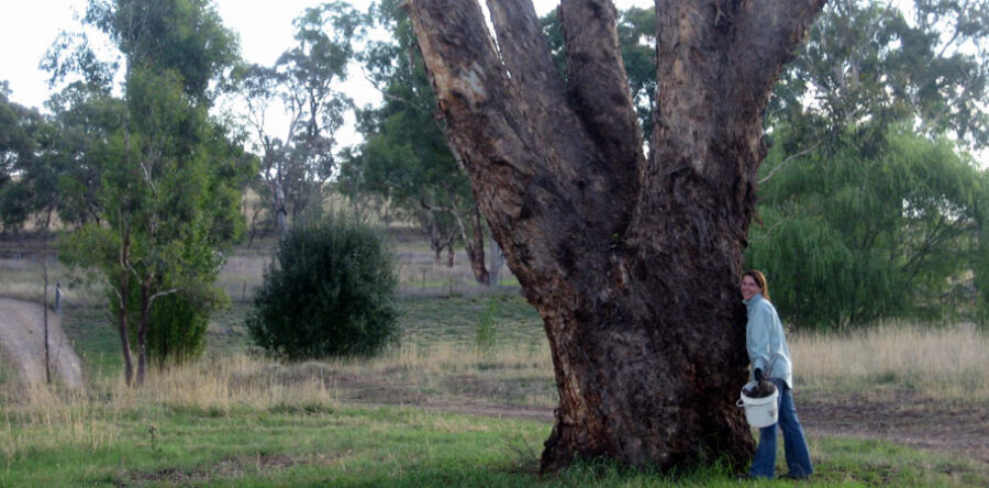 Protection of Remnant Vegetation in Grassy Box Woodlands
