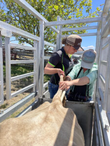 Woman looking over the shoulder of another woman while pregnancy testing a cow