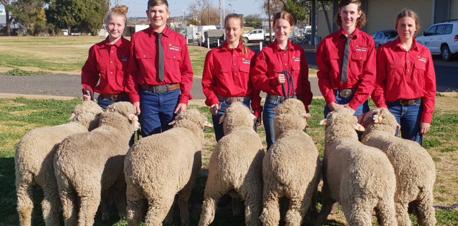 2019 Dubbo Sheep Show