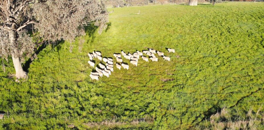 Farming:on the land and in the sky