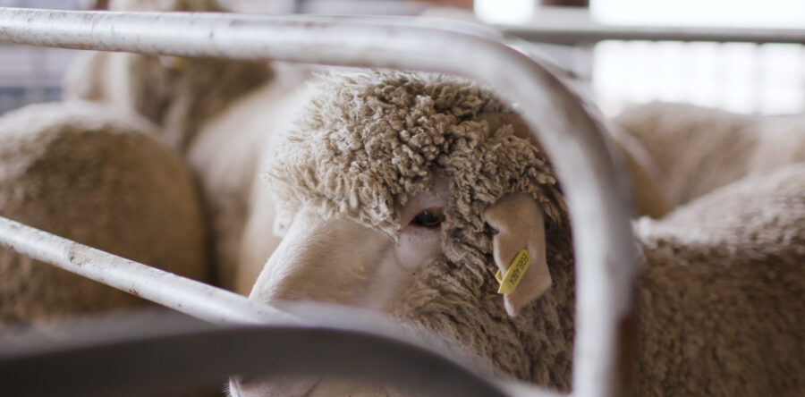 2023 NSW School Merino Wether Challenge