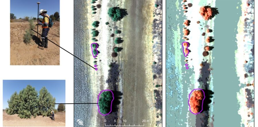 Drone assisted landscape-scale weed management control