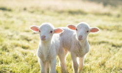 Using ultrasonography to plan towards your feed requirements at lambing