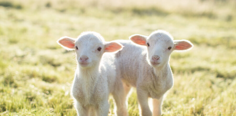 Using ultrasonography to plan towards your feed requirements at lambing